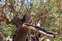 Annesi Için Yeniledigi Ev Ile Kurbanda Kazandigi 65 Bin Lirasi Kül Oldu