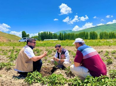 Bayburt'ta Patates Ekili Alanlarda Hastalik Ve Zararli Kontrolleri Yapildi