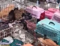 Kötü koku ihbarına giden ekipler şoka girdi: Tam 85 kedinin…