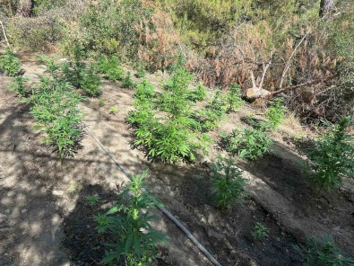 Ormanlik Araziyi Uyusturucu Bahçesine Çevirmisler