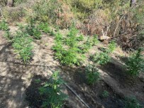 Ormanlik Araziyi Uyusturucu Bahçesine Çevirmisler