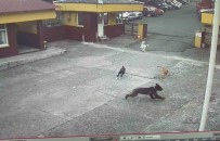 Rize'de Çay Fabrikasina Giren Yavru Ayiyi Köpekler Kovaladi Haberi