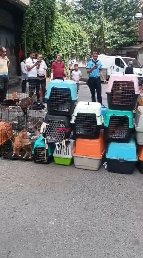 Kötü koku ihbarına giden ekipler şoka girdi: Tam 85 kedinin…