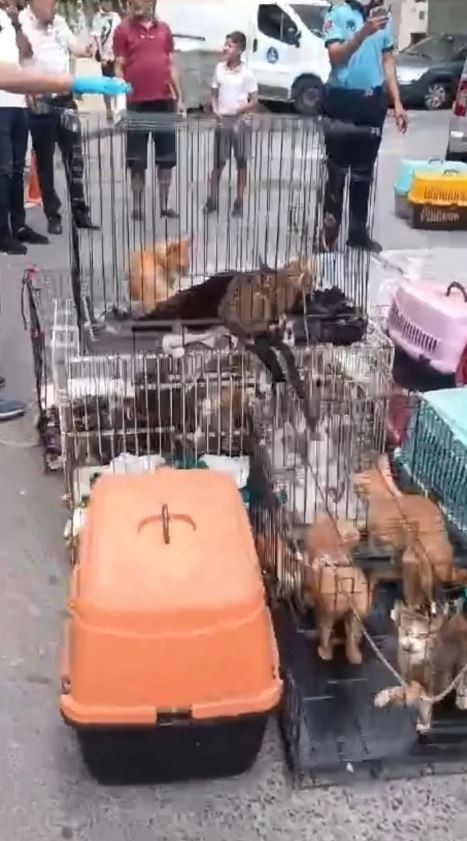 Kötü koku ihbarına giden ekipler şoka girdi: Tam 85 kedinin…
