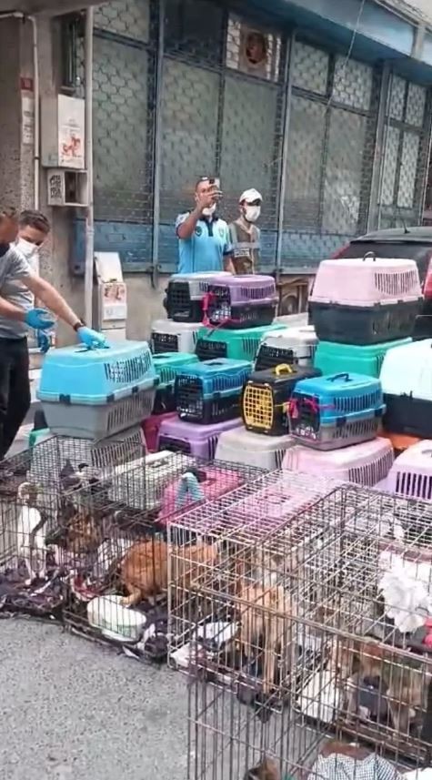 Kötü koku ihbarına giden ekipler şoka girdi: Tam 85 kedinin…