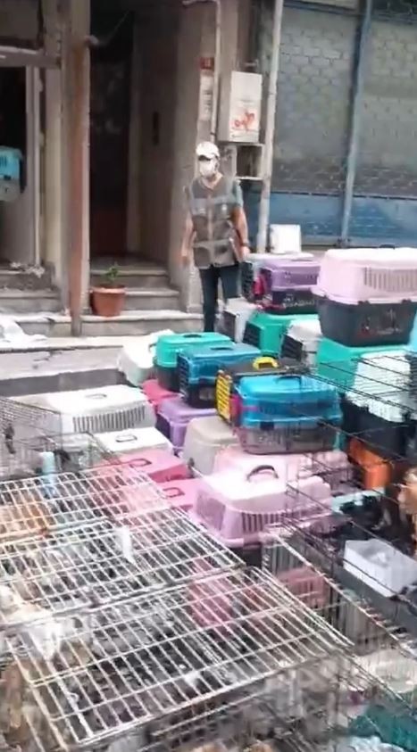 Kötü koku ihbarına giden ekipler şoka girdi: Tam 85 kedinin…