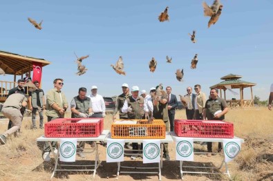 Aksaray'da 300 Keklik Dogaya Salindi