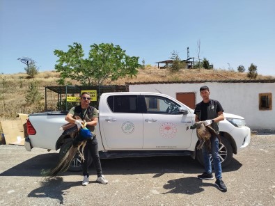 Jandarmadan Tavus Ve Angut Kusu Operasyonu