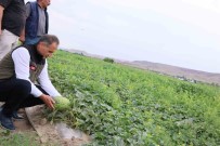 Kars'in Kavun Ve Karpuz Ihtiyaci Digor'dan Karsilanacak Haberi