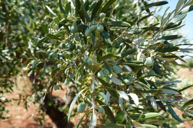 Kilis'te Zeytin Ve Zeytinyaginda Yüksek Rekolte Beklentisi Üreticiyi Sevindirdi