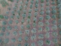 Manisa Jandarmasindan Zehir Tacirlerine Geçit Yok Açiklamasi 4 Gözalti