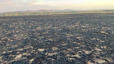 Yozgat'ta Bin Dönüm Bugday Ekili Alanda Yangin Çikti