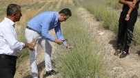 Hasankeyf'te Lavanta Hasadi Basladi Haberi