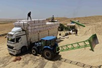 Diyarbakir'da Asiri Sicak Altinda Preslenen Samanlar Türkiye'nin Birçok Noktasina Gönderiliyor