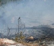Sinop'ta Orman Yangini Haberi