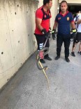 Zonguldak'ta 2 Metrelik Yilan Otoparkta Panige Neden Oldu