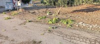 Kilis'te Saganak Zeytin Ve Fistik Agaçlarina Zarar Verdi Haberi