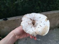 Ordu'da Dag Mantari Sezonu Açildi Haberi