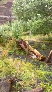 Tunceli'de Siddetli Rüzgar Hayati Felç Etti