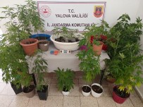Yalova'da Evinin Terasinda Kenevir Yetistiren Süpheli Yakalandi Haberi