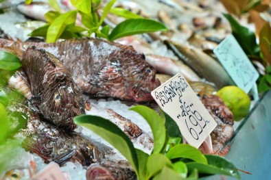 Dikenlerinden Eldiven Ve Makasla Ayriliyor Kilogrami 699 Liradan Restoranlarda Servis Ediliyor