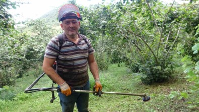 Giresun'da Findik Üreticilerinin Yaklasan Hasat Öncesi Bahçe Temizligi Mesaisi Basladi