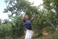 Ordu'da Findik Hasadi Basladi Haberi