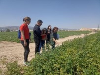 Stajyer Ögrenciler Ürün Analizi Yapti