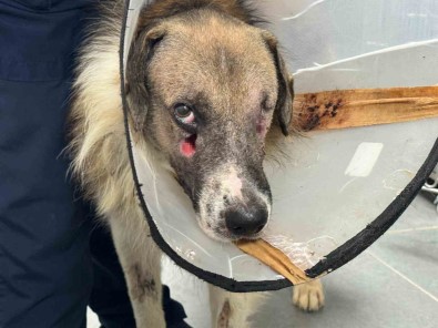 Alkollü Sahsin Vurdugu Köpegi Hande Yener Sahiplendi