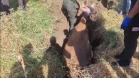 Batman'da Batakliga Saplanan Inek Itfaiye Ekipleri Tarafindan Kurtardi Haberi