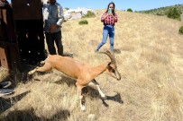 Kazankaya Kanyonu'na 5 Dag Keçisi Birakildi Haberi