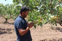 Siirt'te Iklim Degisikligi Sebebiyle Fistik Rekoltesinde Düsüs Bekleniyor Haberi