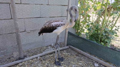 Sürüsüyle Uçarken Çiftlige Düsen Yavru Flamingo Tuz Gölü'ne Birakildi