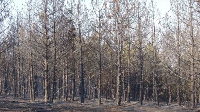 Yozgat'ta Çikan Orman Yangini Kontrol Altina Alindi