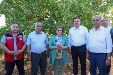 Antep Fistigi Üreticisine Alim Ve Ilaçlama Müjdesi