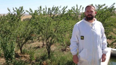 Bozkiri Badem Bahçesine Dönüstürdü