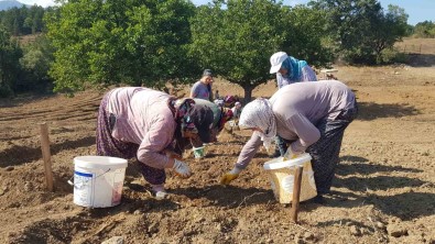 'Dünyanin En Pahali Baharati' Toprakla Bulusturuldu