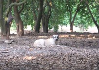 Köpeklerin Çocugu Yaraladigi Bahçede Basibos Köpekler Hala Duruyor