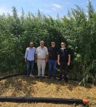 Kulu'da Kenevir Ekimi Yapilacak