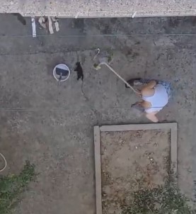 Manisa'da Vahset Açiklamasi 3 Yavru Kediyi Firça Sapiyla Öldürdü