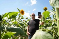 Tarlalarda Günes Gibi Parlayan 'Ayçiçekler' Kartpostallik Görüntüler Olusturdu