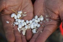 Beysehir'de Geleneksel Seker Fasulye Senligi