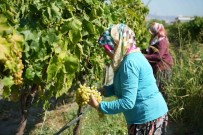 Erken Hasat Kuru Üzümde Kilogram Kaybina Neden Oluyor