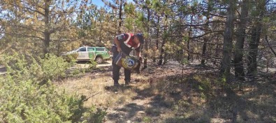 Jandarma Ekipleri Orman Yangini Sonrasi Dogaya Yem Birakti