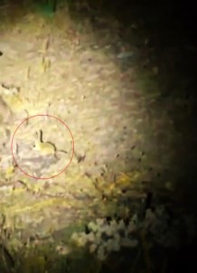 Kirmizi Listede Bulunuyor, Yozgat'ta Görüntülendi