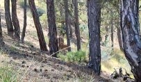 Salda Gölü Çevresine Birakilan Kizil Geyiklerin Yavrusu Beslenirken Görüntülendi Haberi