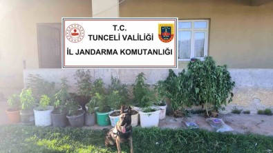 Tunceli'de Uyusturucu Operasyonu Açiklamasi 2 Tutuklama