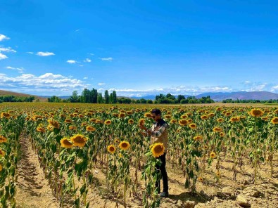 Bayburt'ta Ayçiçek Tarlalarinda Hastalik Kontrolleri Yapildi
