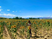 Bayburt'ta Ayçiçek Tarlalarinda Hastalik Kontrolleri Yapildi