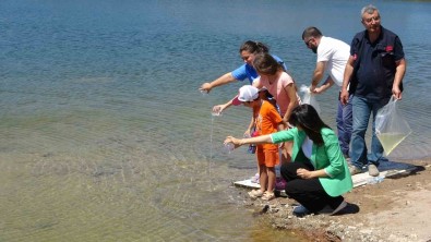 Çanakkale'de Baraj Ve Göletlere 1 Milyon 750 Bin Sazan Yavrusu Birakildi